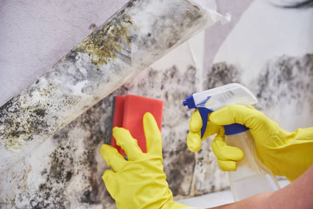 Gaithersburg, MD Mold Removal & Remediation Company